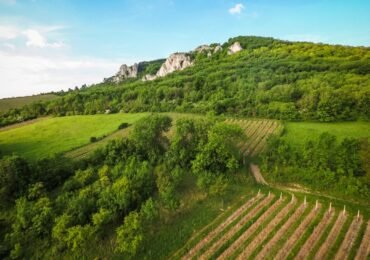 Summer in the Countryside